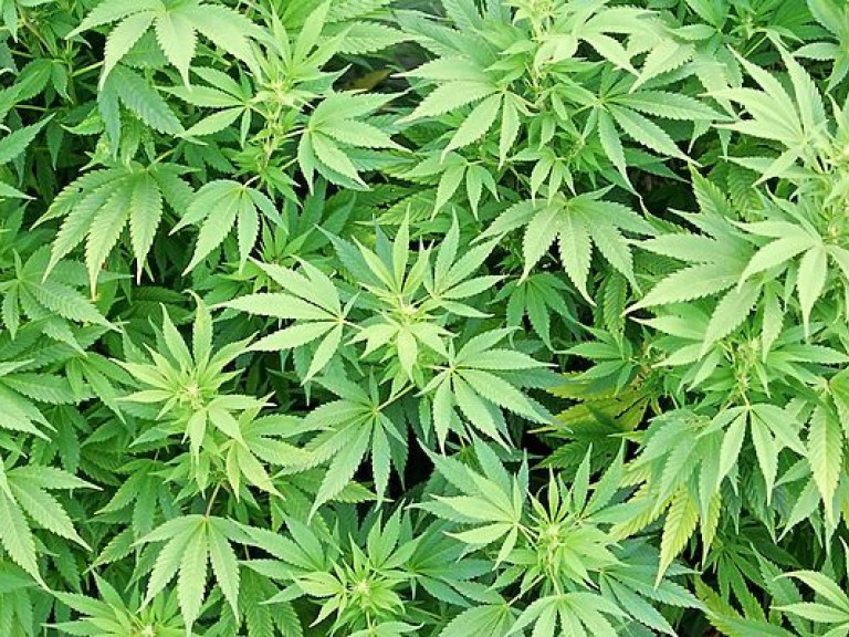 Модификация конопли наркочек показал марихуану